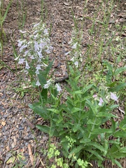 Penstemon arkansanus