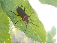 Desmocerus californicus