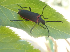 Desmocerus californicus