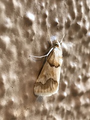 Pseudoschinia elautalis