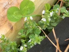 Polytaenia albiflora