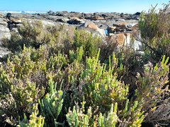 Salicornia littorea