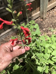 Salvia darcyi