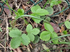 Fragaria vesca
