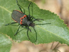 Desmocerus californicus