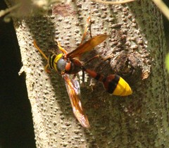 Delta pyriforme pyriforme