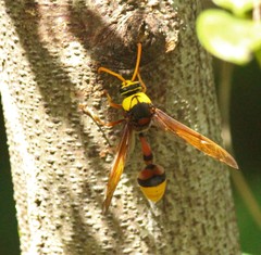 Delta pyriforme pyriforme