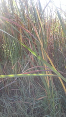 Typha capensis