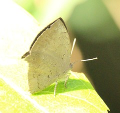 Surendra quercetorum