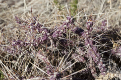 Cylindropuntia davisii