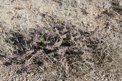 Cylindropuntia davisii