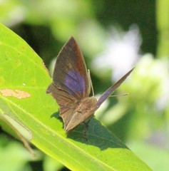 Surendra quercetorum