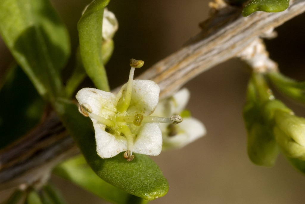 Berlandier's wolfberry