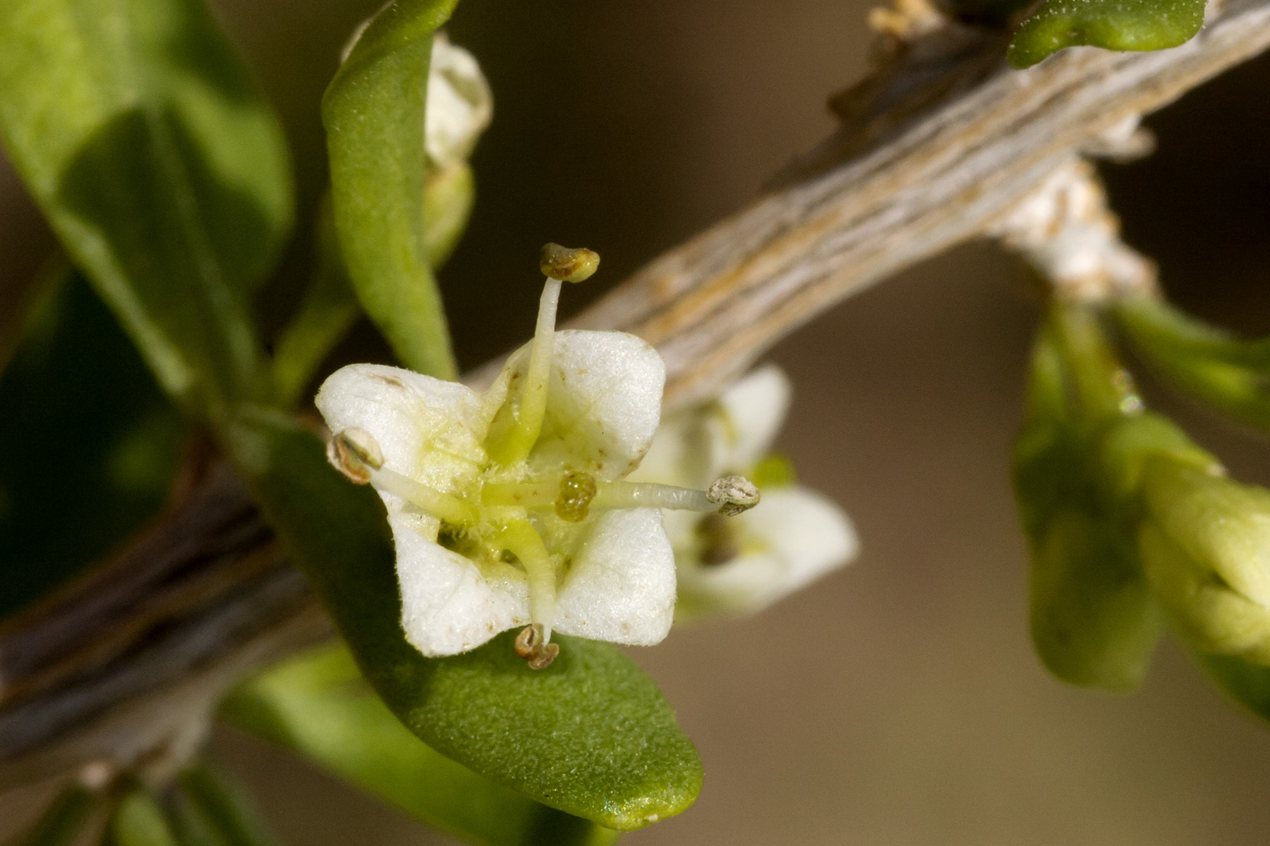 Lycium berlandieri