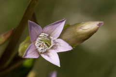Gentianella amarella acuta