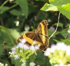 Yoma sabina