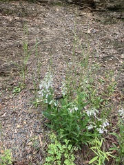 Penstemon arkansanus