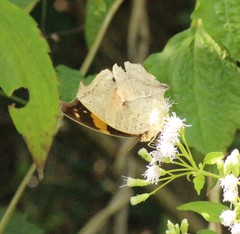 Yoma sabina