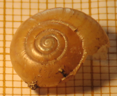 Aegopinella nitidula