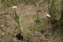 Erigeron rybius