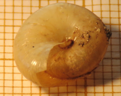 Aegopinella nitidula