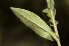 Erigeron rybius
