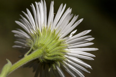 Erigeron rybius
