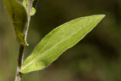 Erigeron rybius