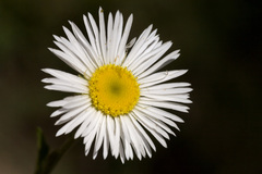 Erigeron rybius