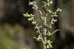 Artemisia franserioides