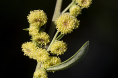 Artemisia franserioides