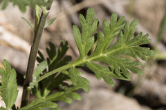 Artemisia franserioides