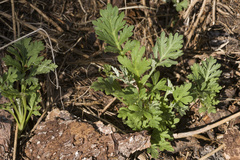 Artemisia franserioides