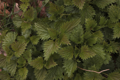 Urtica dioica