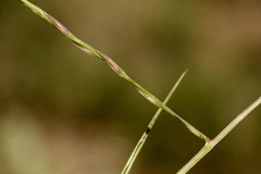 Schedonnardus paniculatus