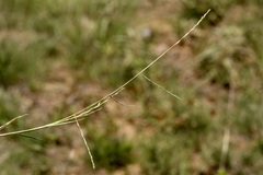 Schedonnardus paniculatus