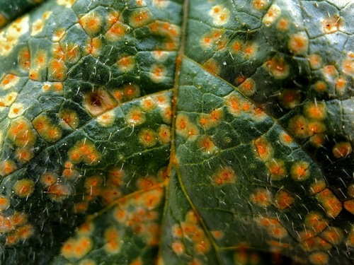 Hollyhock Rust