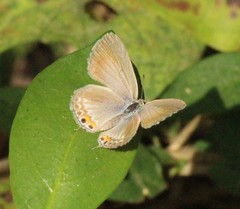 Catochrysops