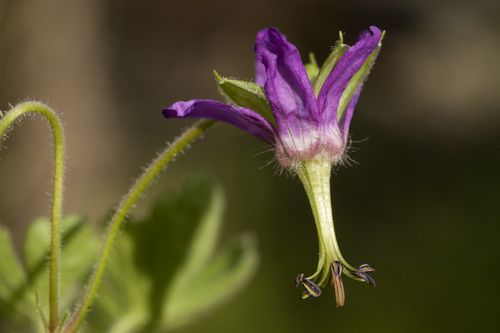 Geranium dodecatheoides (Geranium dodecatheoides)