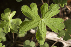 Geranium dodecatheoides