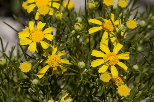East View rubberweed (Hymenoxys brachyactis)