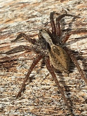 Alopecosa aculeata