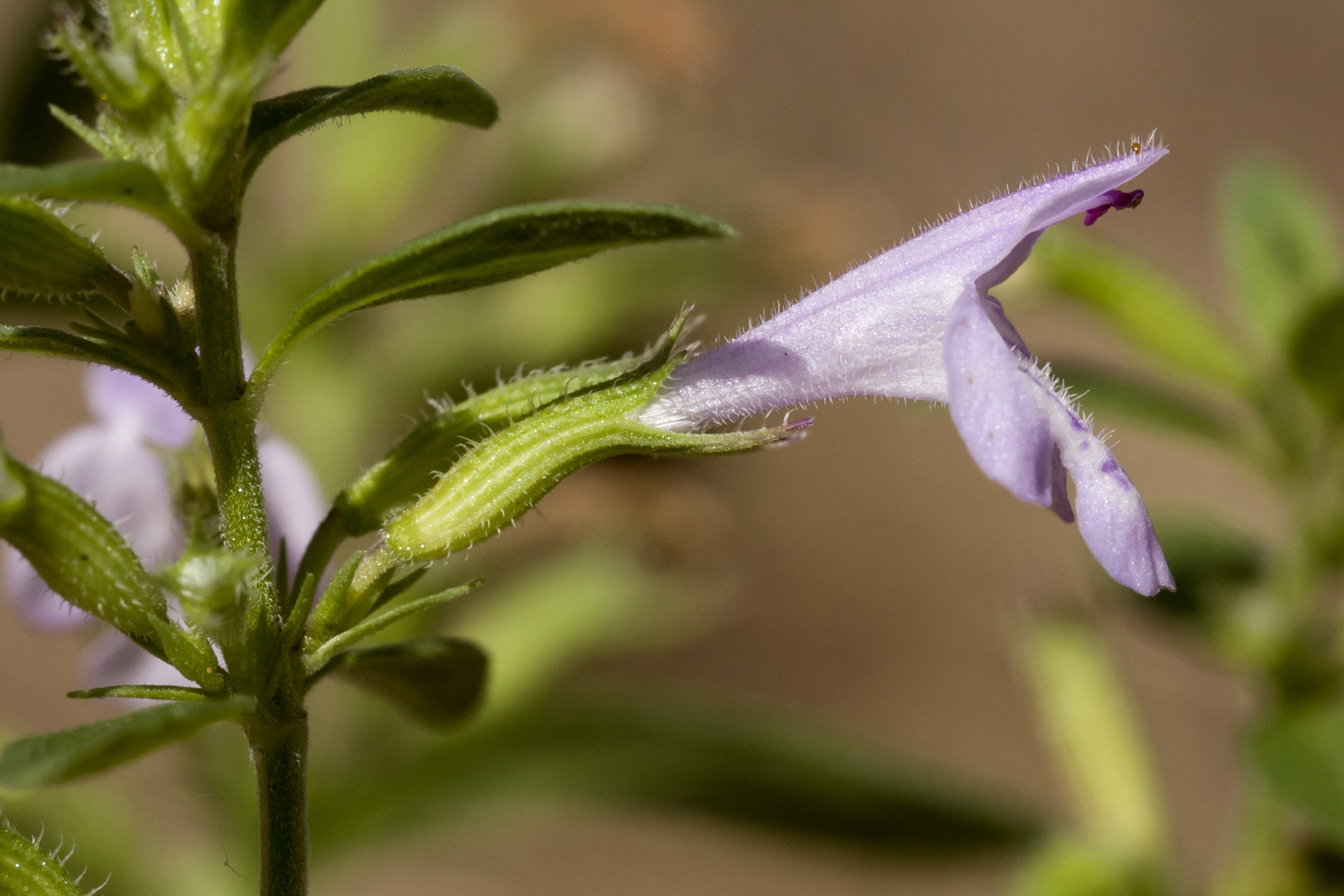 Hedeoma pulcherrima