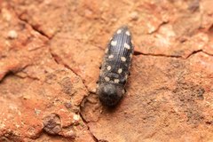 Acmaeodera octodecimguttata