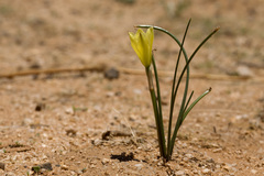 Zephyranthes longifolia