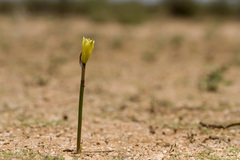 Zephyranthes longifolia