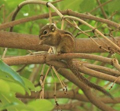 Tamiops maritimus hainanus