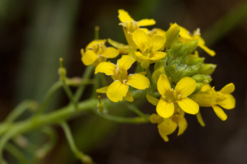Golden Bladderpod (Physaria aurea)