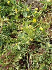 Medicago lupulina