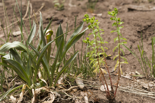 Giant Spurge (Euphorbia alta)